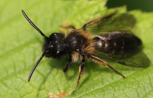 Andrena bicolor